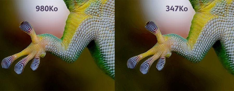 Two identical photos of a lizard's foot side by side comparing different image compression levels
